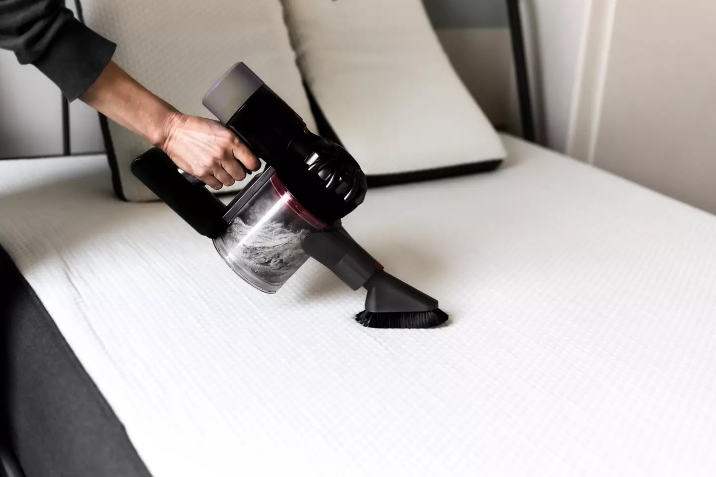 You think a vacuum cleaner will save you? They'll just crawl out again (Basak Gurbuz Derman/Getty Images)