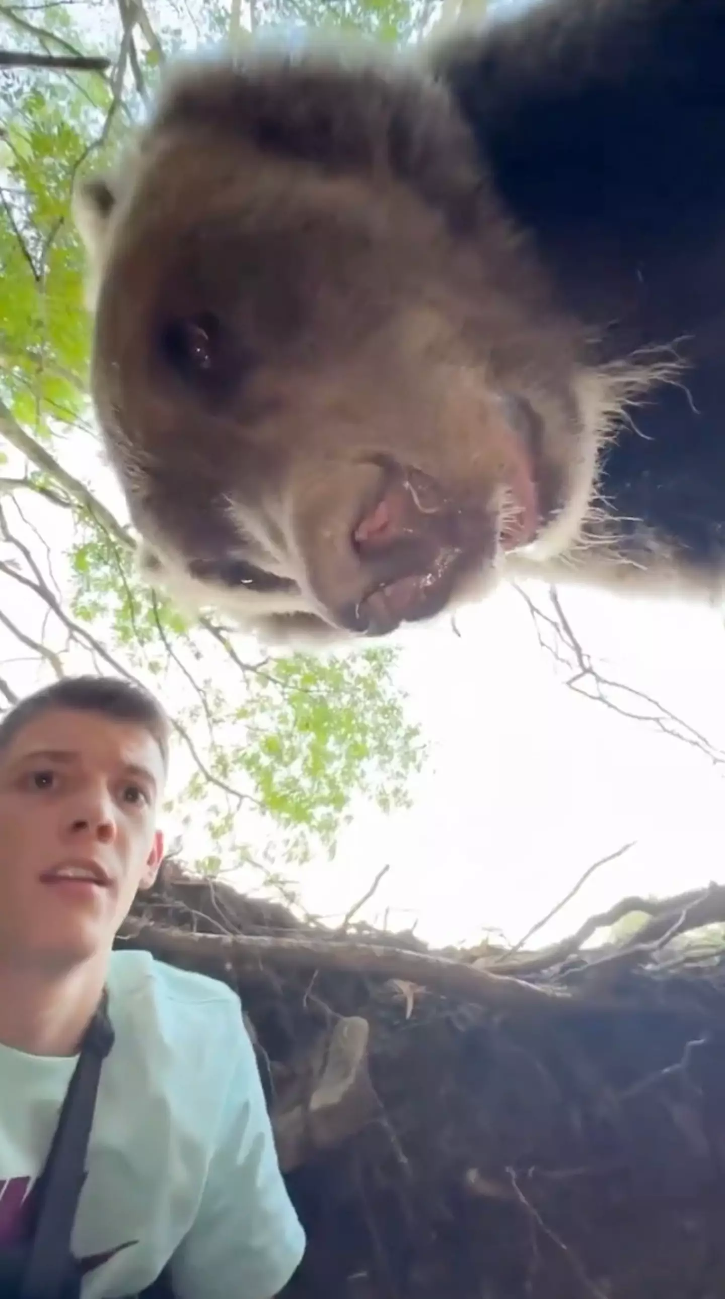 Stefan Janković shared his shocking encounter with two bears online (Instagram/@stefan_jankovich)