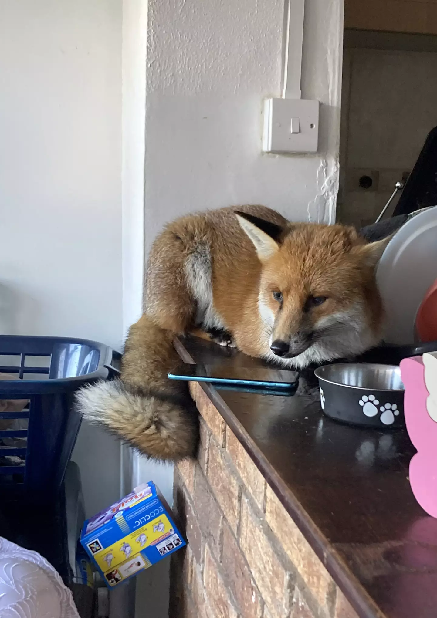This fox made himself right at home.