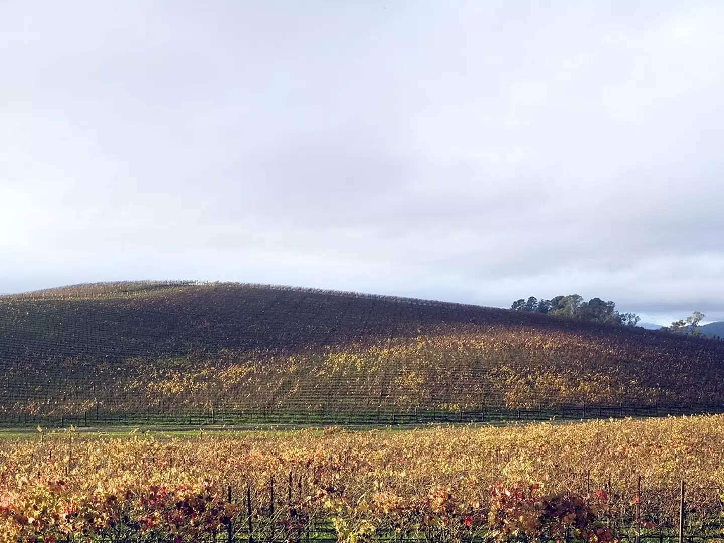 The location is now a vineyard (By Simon Goldin - Own work, CC BY-SA 3.0, https://commons.wikimedia.org/w/index.php?curid=1633984)