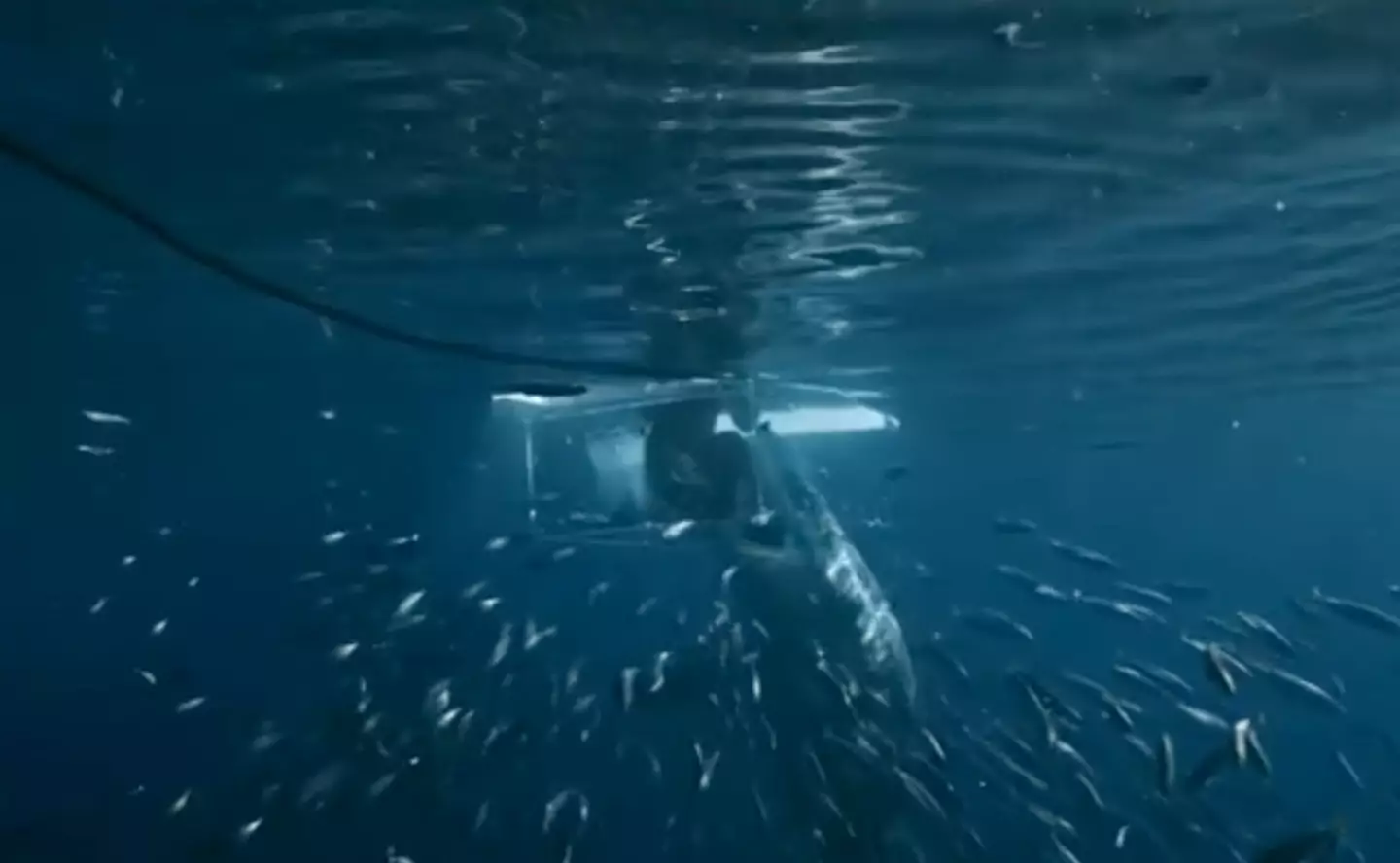 The Great White Shark obliterated the cage. (TikTok/allthingssharks)