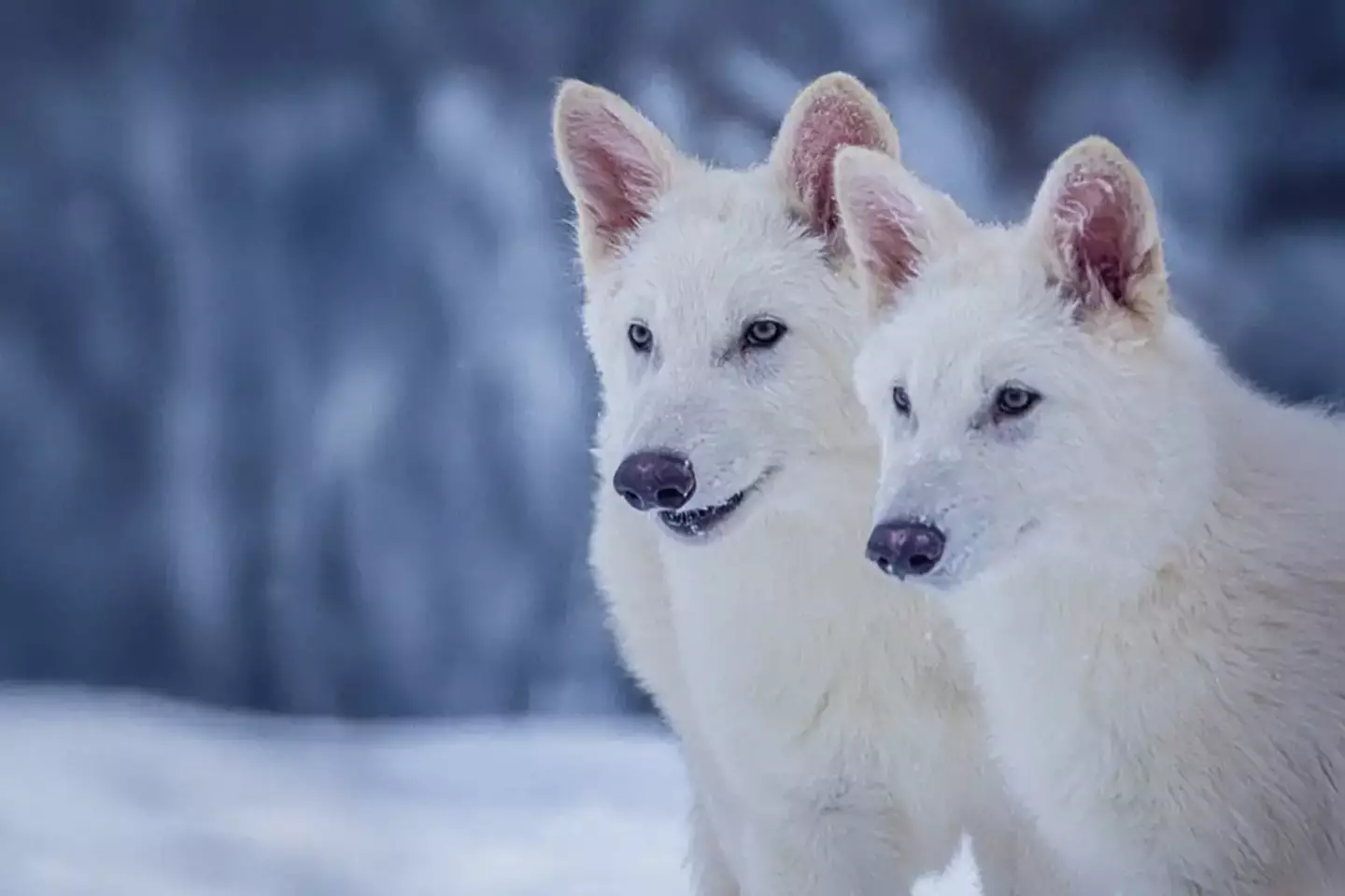 A company has claimed to have brought back dire wolves, but how did they do it? (Colossal Biosciences)