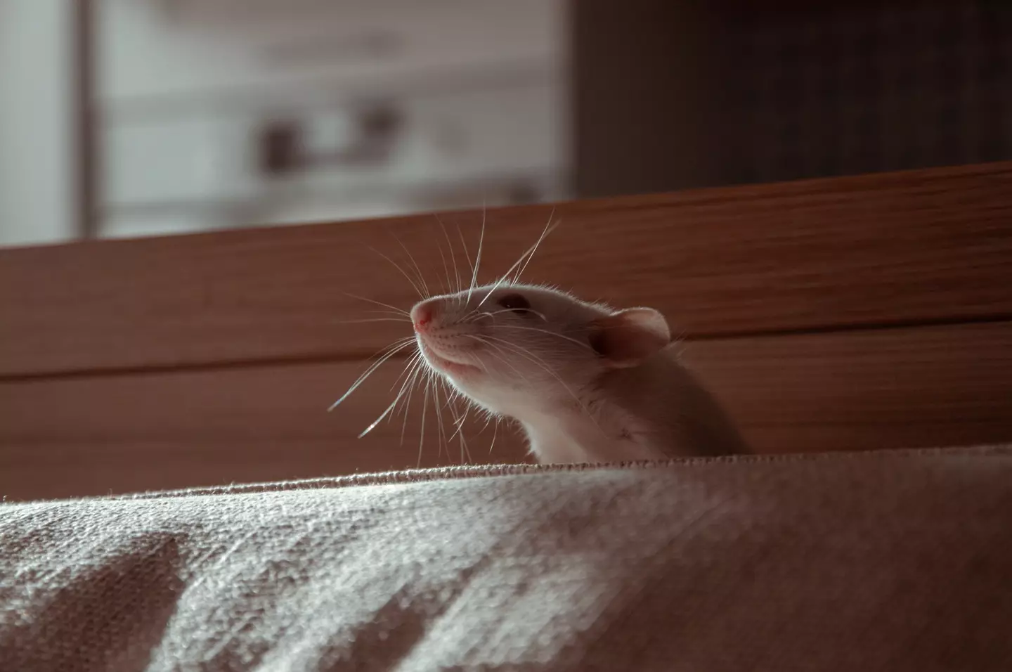 Reddit users have been left baffled by a rat's bulging eyes.