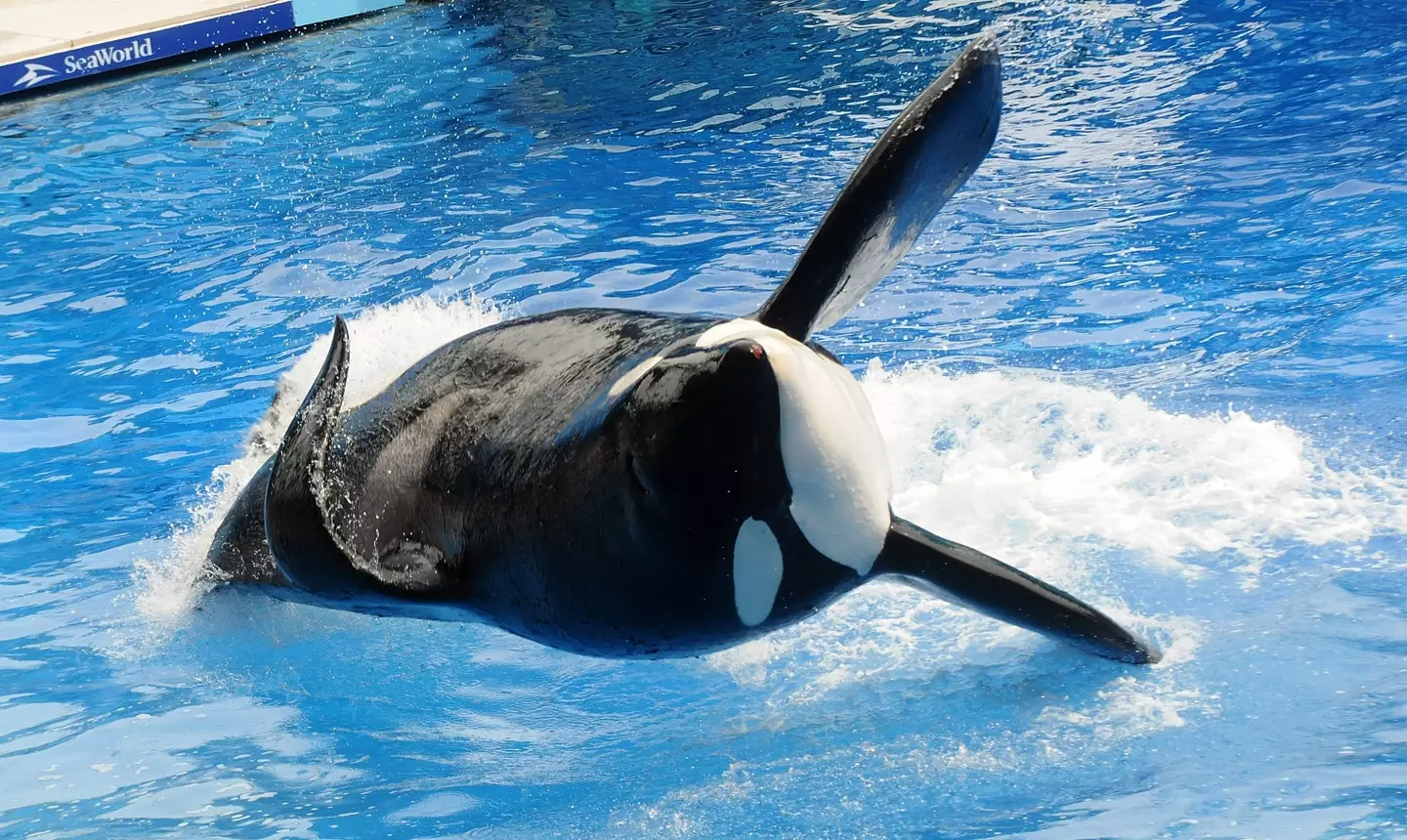 The killer whale Tilikum, who was involved in three deaths. (Gerardo Mora/Getty Images)