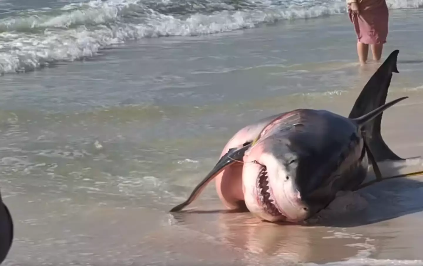 The great white was found on a Florida beach.