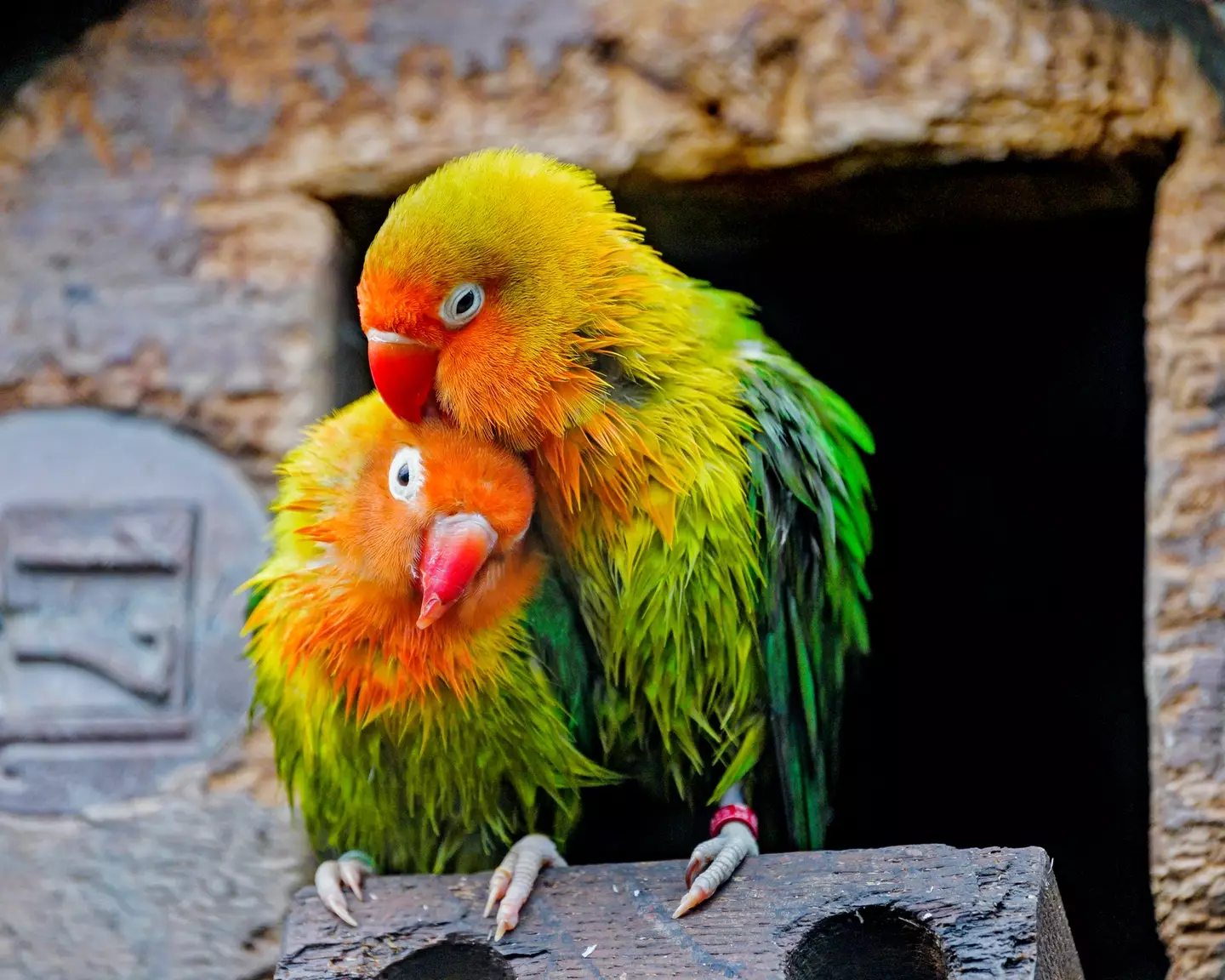 The bird theory can have some potential drawbacks (Getty Stock Images)