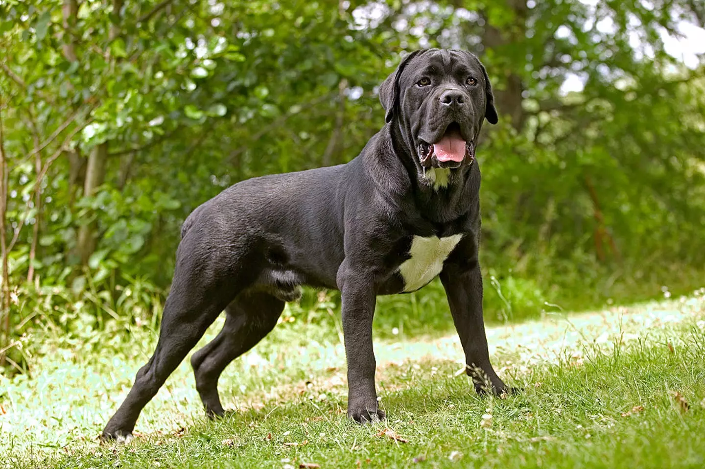 The Cane Corso dog is a breed of Italian mastiff (Auscape/Universal Images Group via Getty Images)