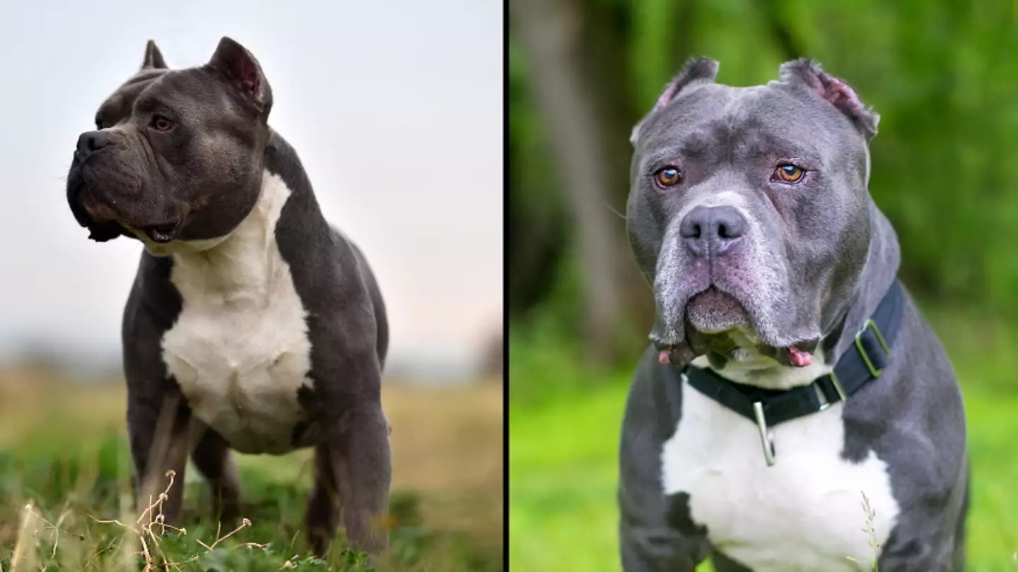 Why dangerous dogs are 'destroyed' and not 'put to sleep' or 'euthanised'