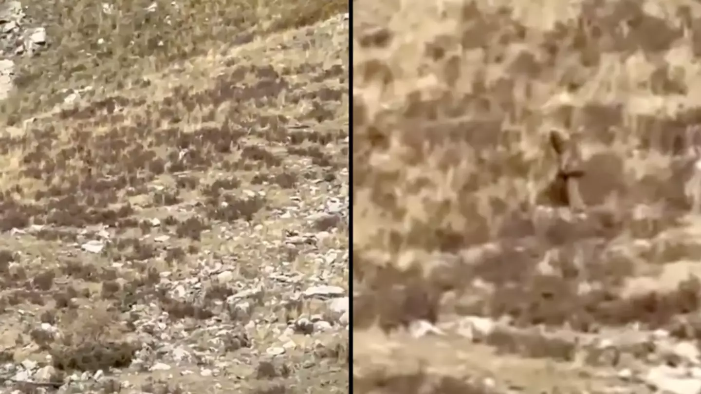 ‘Bigfoot’ spotted sneaking through mountain in unbelievably clear video