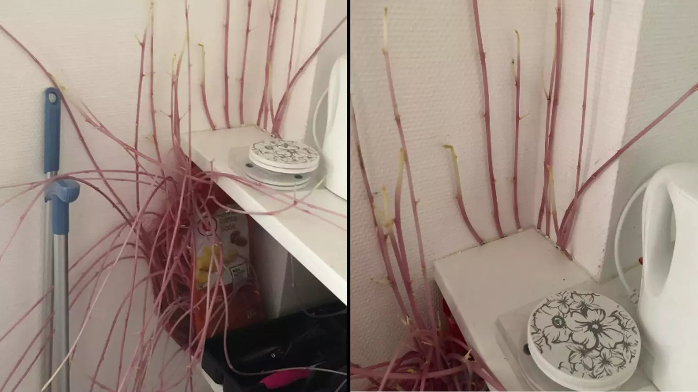 Woman terrified after returning to flat and seeing 'mutant potatoes' have taken over house
