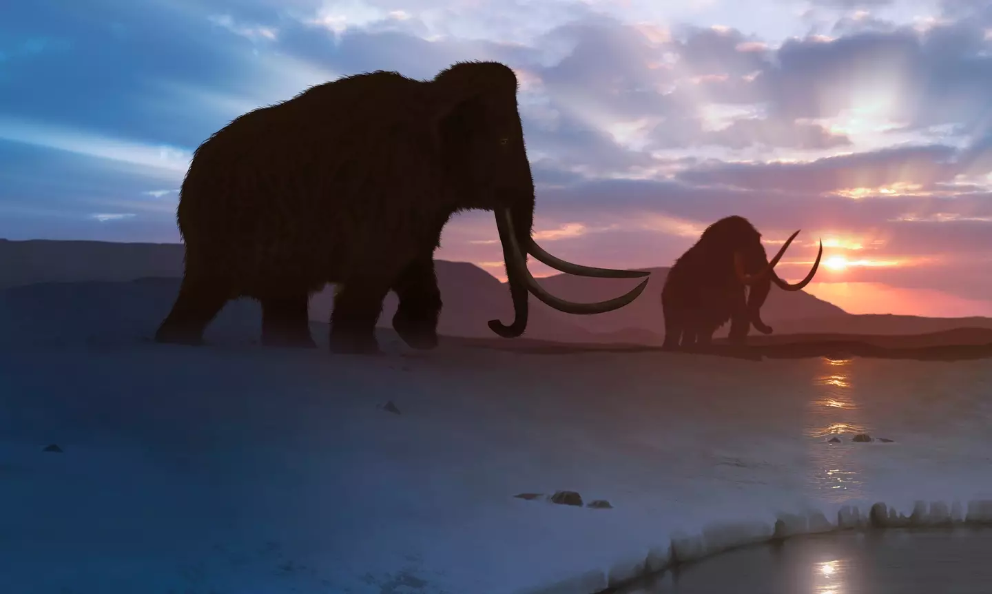 Stem cells could be the answer to bringing the mammoths back.