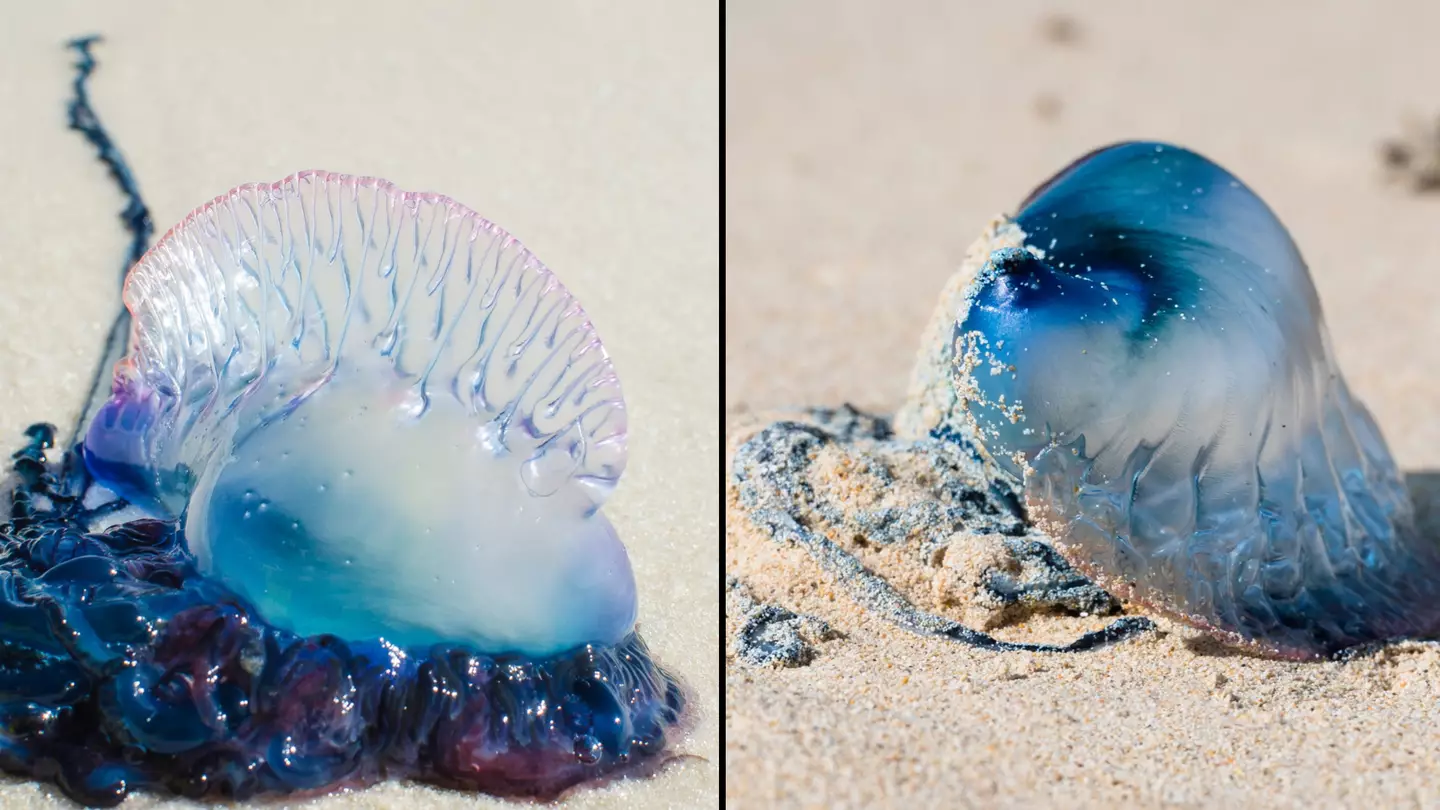 Brits warned as 'fearsome predator' Man O'War washes up on beach