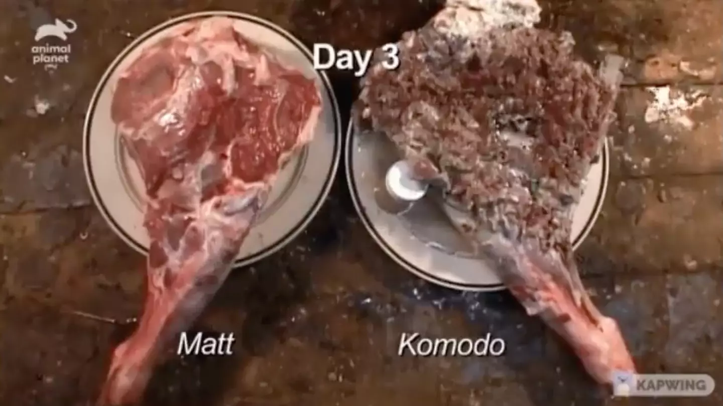 By the third day, the meat with the Komodo bite looks unrecognisable.