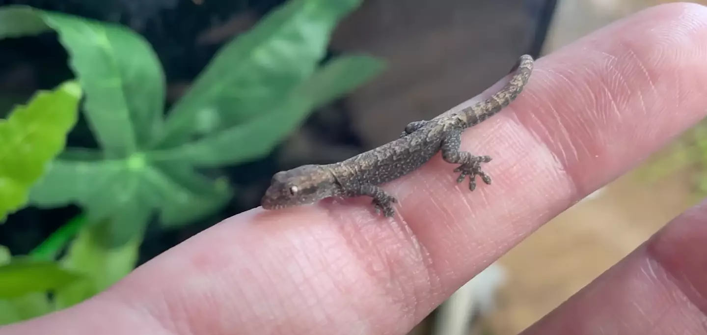 The morning gecko. (YouTube/BioLife)