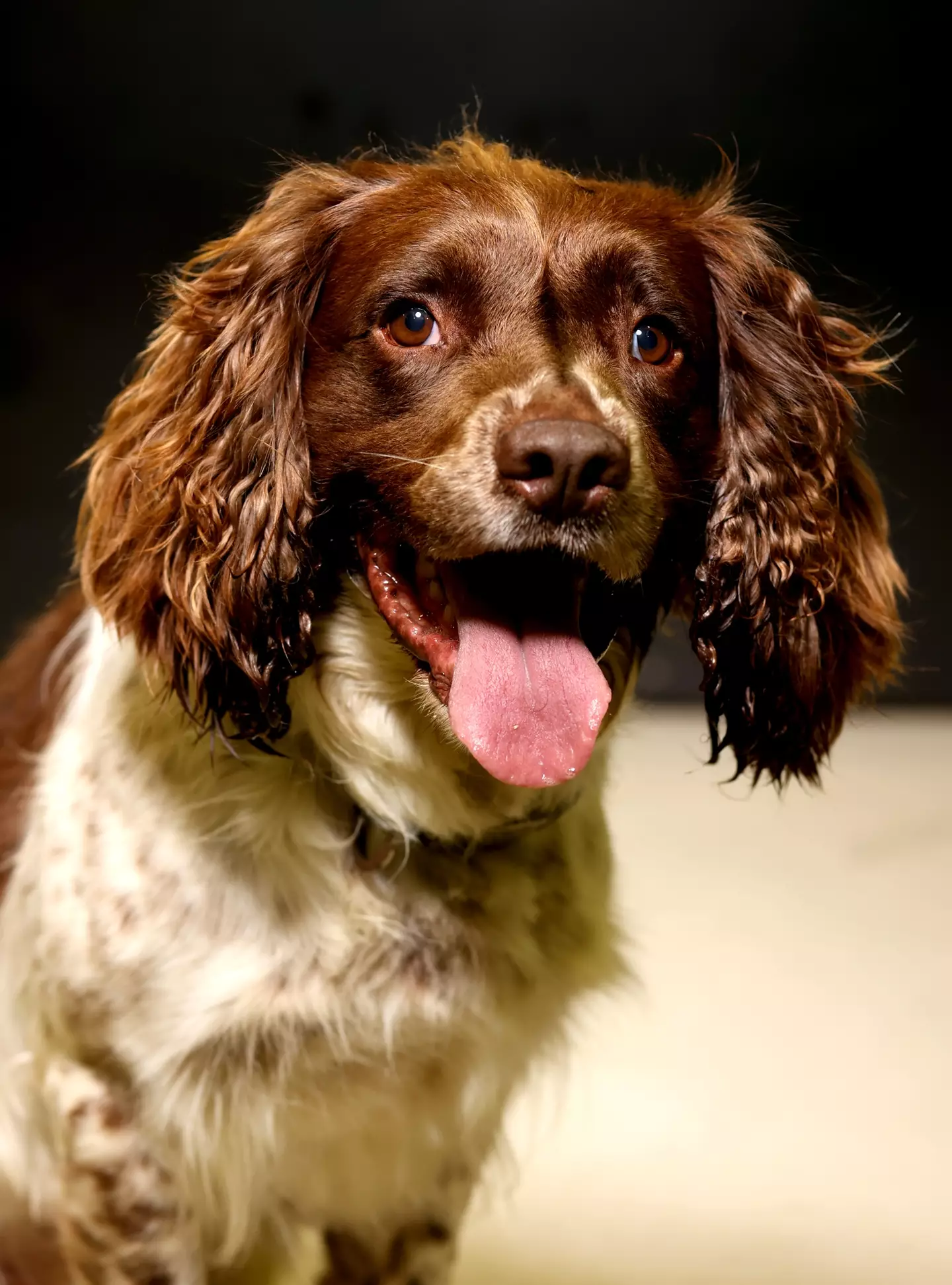 Spaniels could be the unlikely saviour of the bed bug crisis.