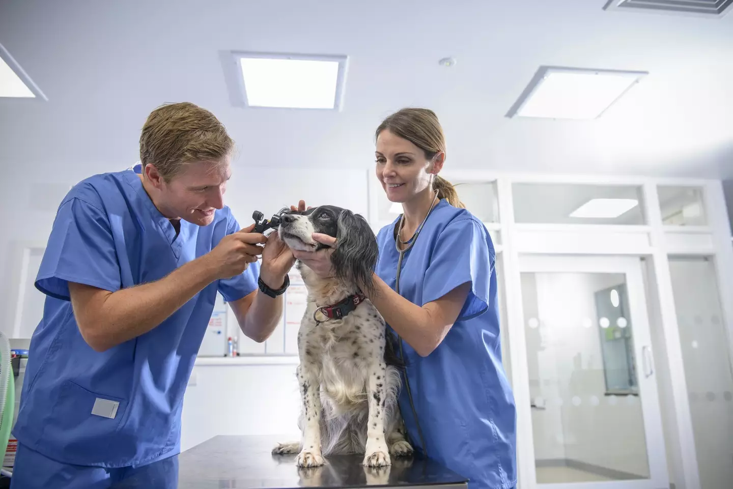 The popular breed have a lot of complicated health issues (Getty stock image)