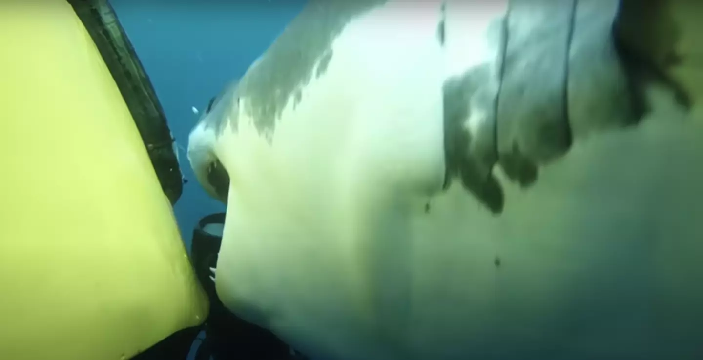 The 15ft shark tries to take a bite out of the side of the submarine camera.