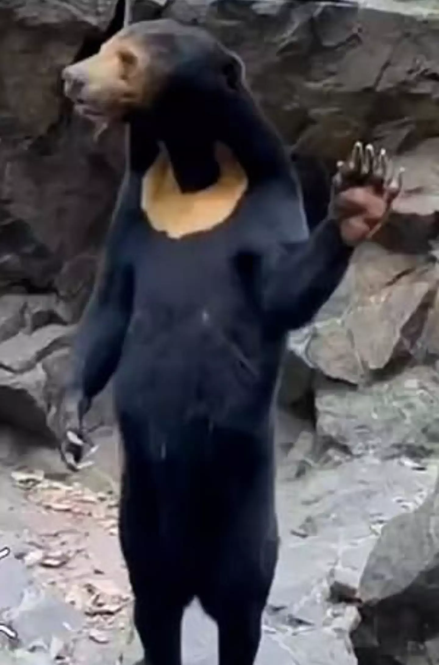 Angela the Sun Bear has become an internet sensation.