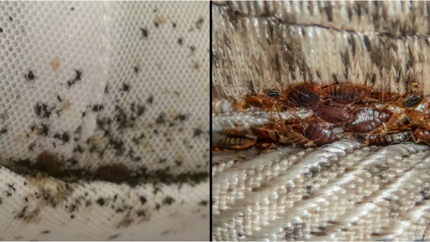 Woman speaks out on ‘horrifying’ experience after bedbugs infested entire home