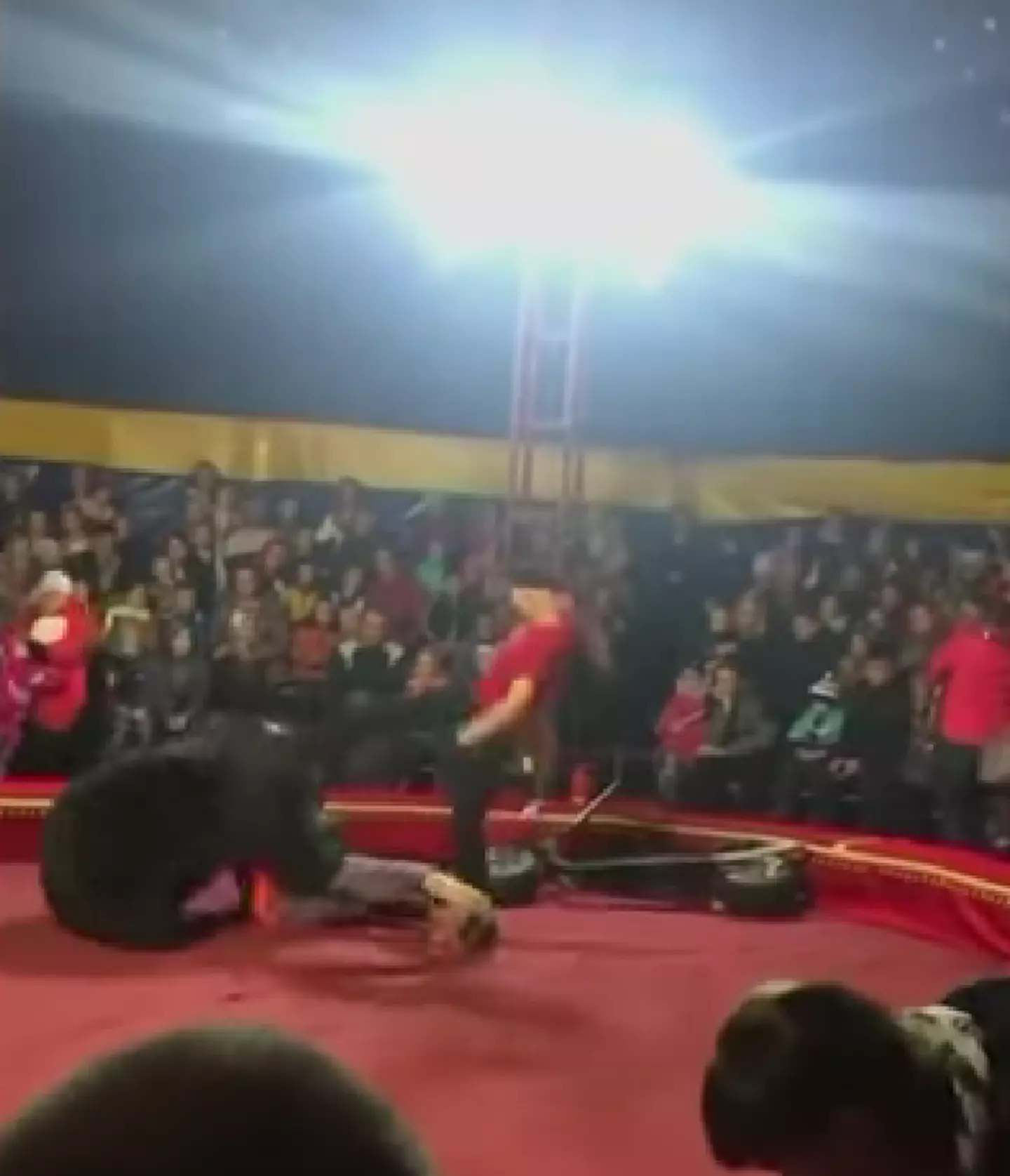 The bear attacked the trainer as they were performing their act to a large crowd.