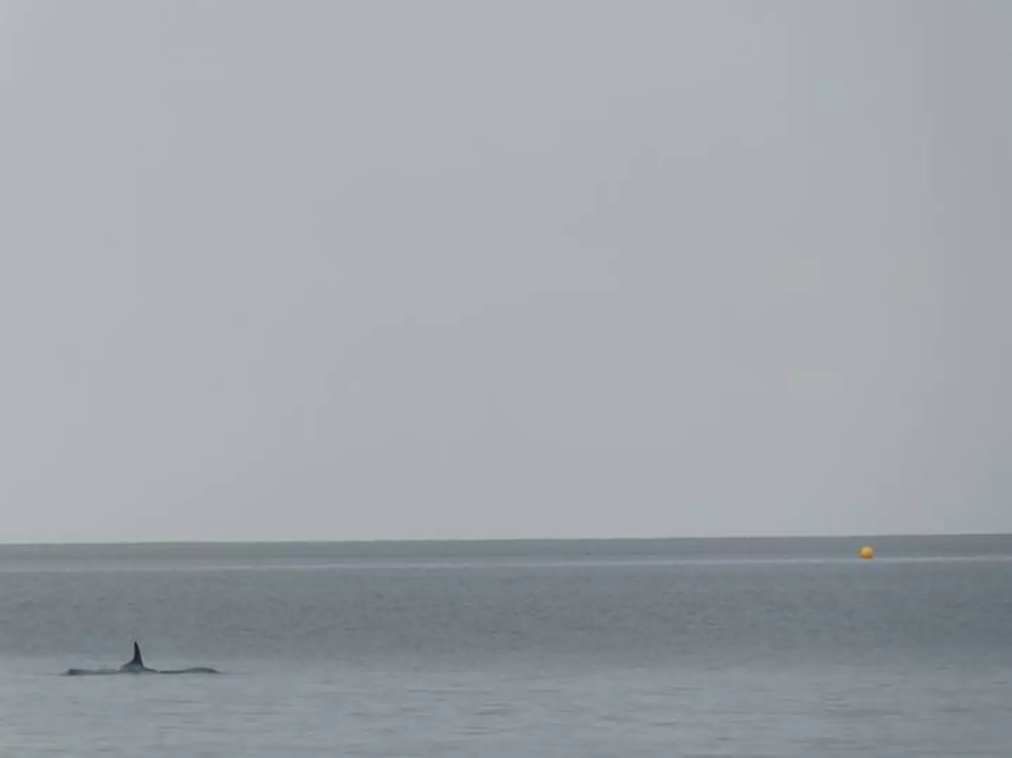 David spotted the large creature lurking off the coast of Wales.