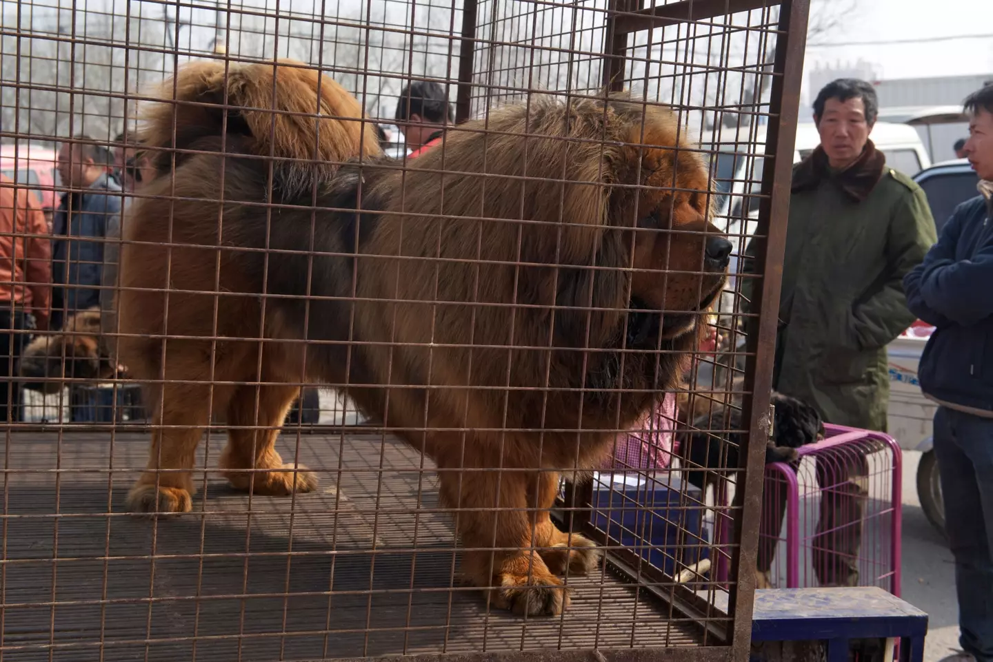The family thought they owned a giant Tibetan mastiff.