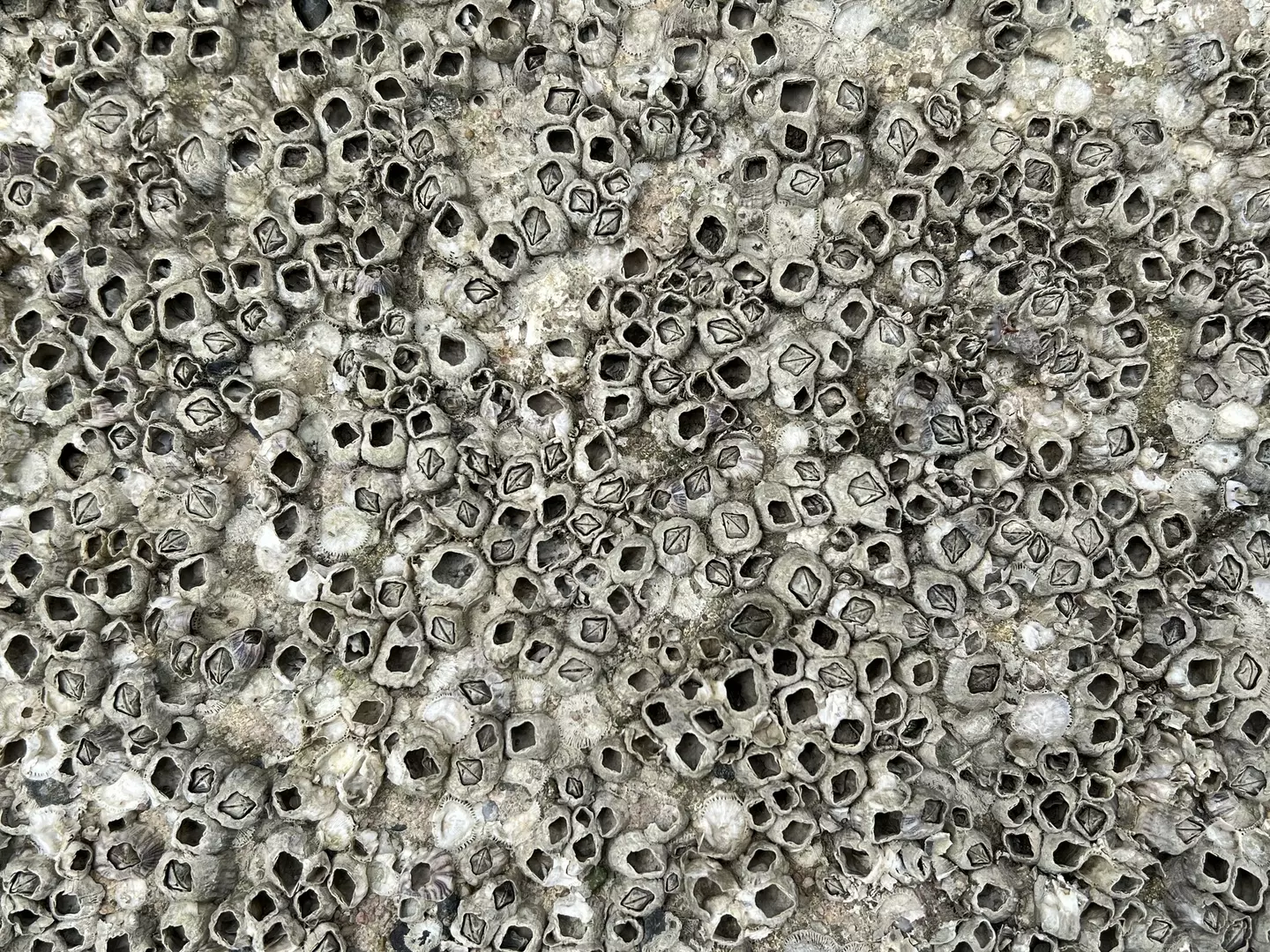 Those with trypophobia might avoid the chocolate anyway. (Getty Stock Photo)