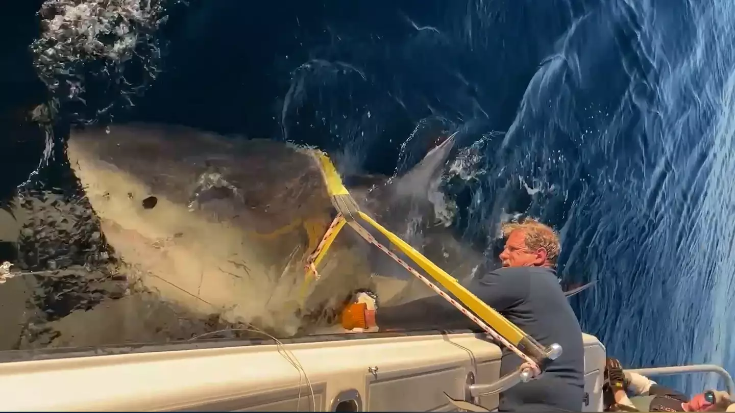Biggest male great white shark ever recorded in Atlantic Ocean on move to popular US holiday destination