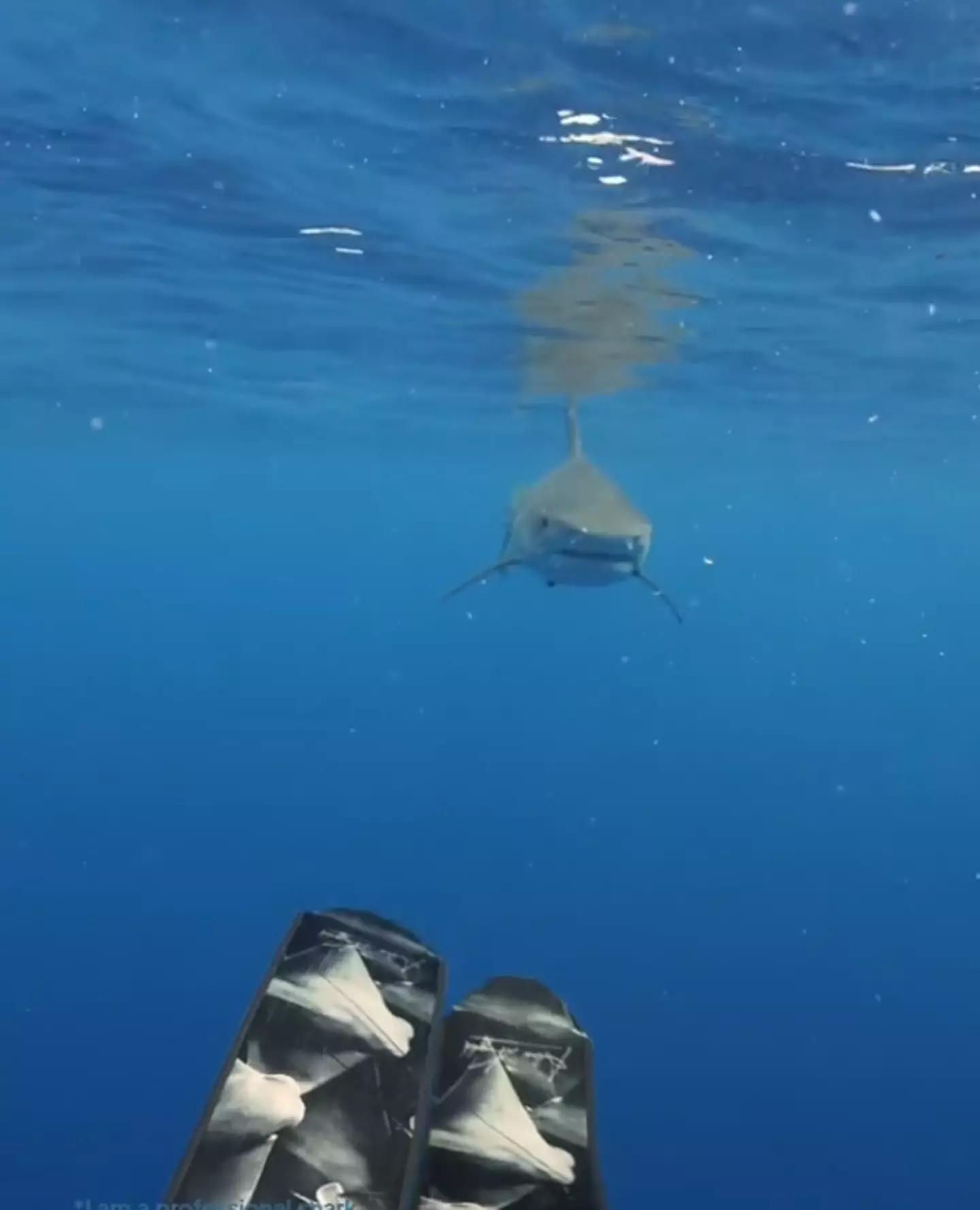 The shark was following behind her.