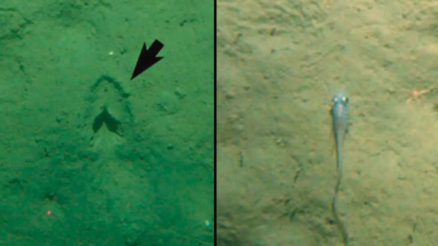 Mystery of ‘hoof prints’ at the bottom of the sea may finally be solved