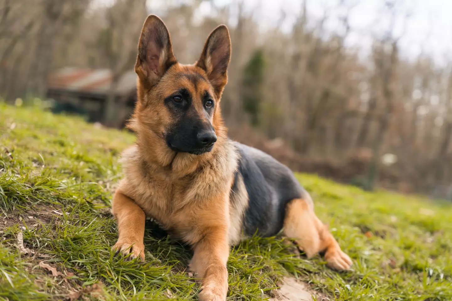 German shepherds were included on the list.