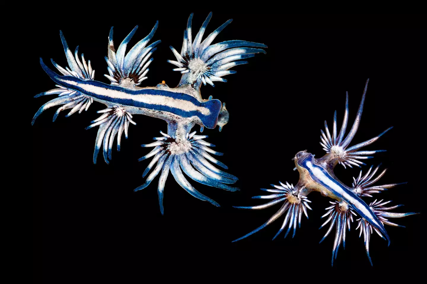 The vibrant blue glaucus atlanticus, a mollusk also known as the blue angel or blue dragon.
