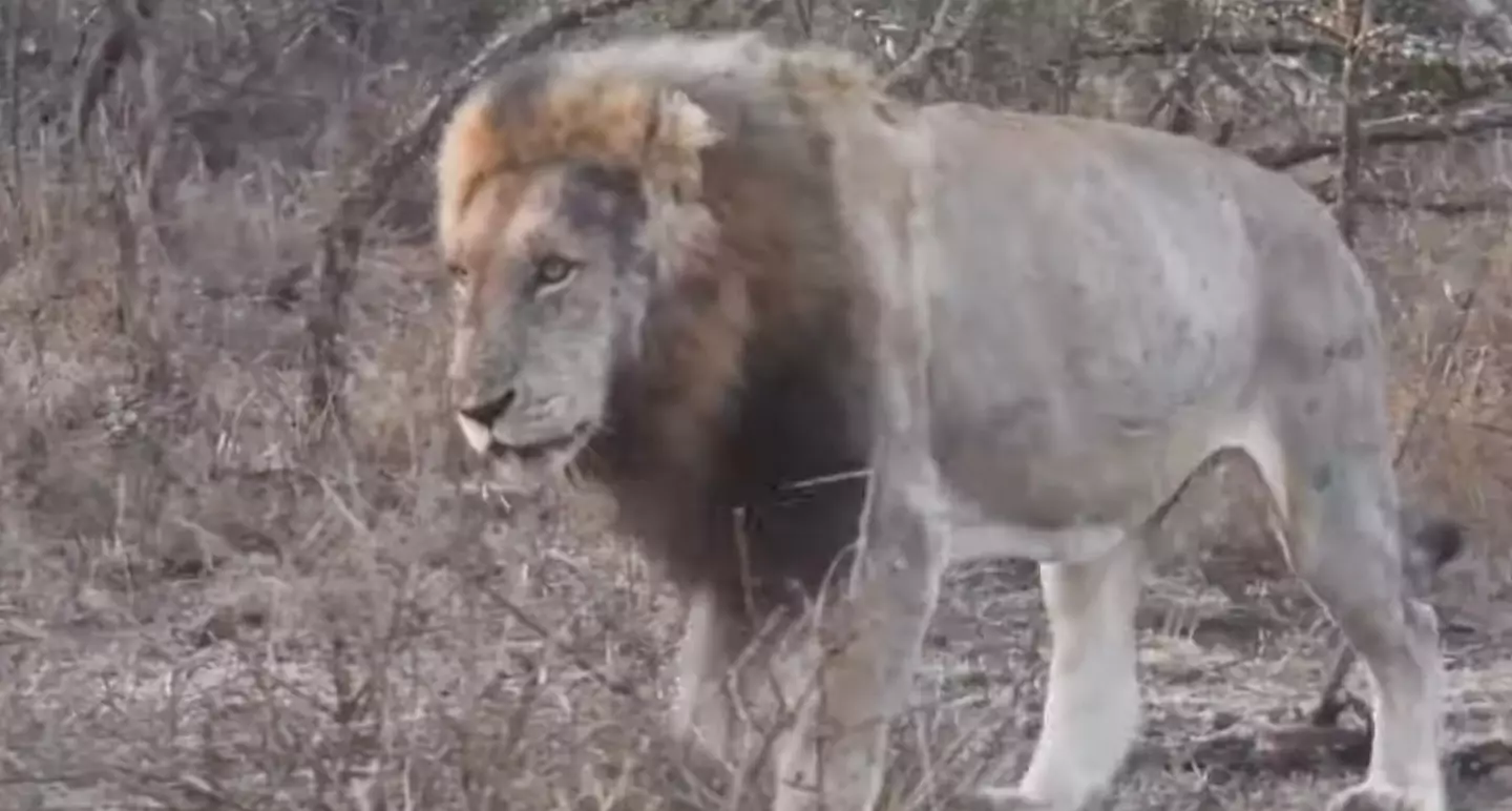 Blondie the lion was shot dead by trophy hunters at the end of June (YouTube/CS-WildCAM)