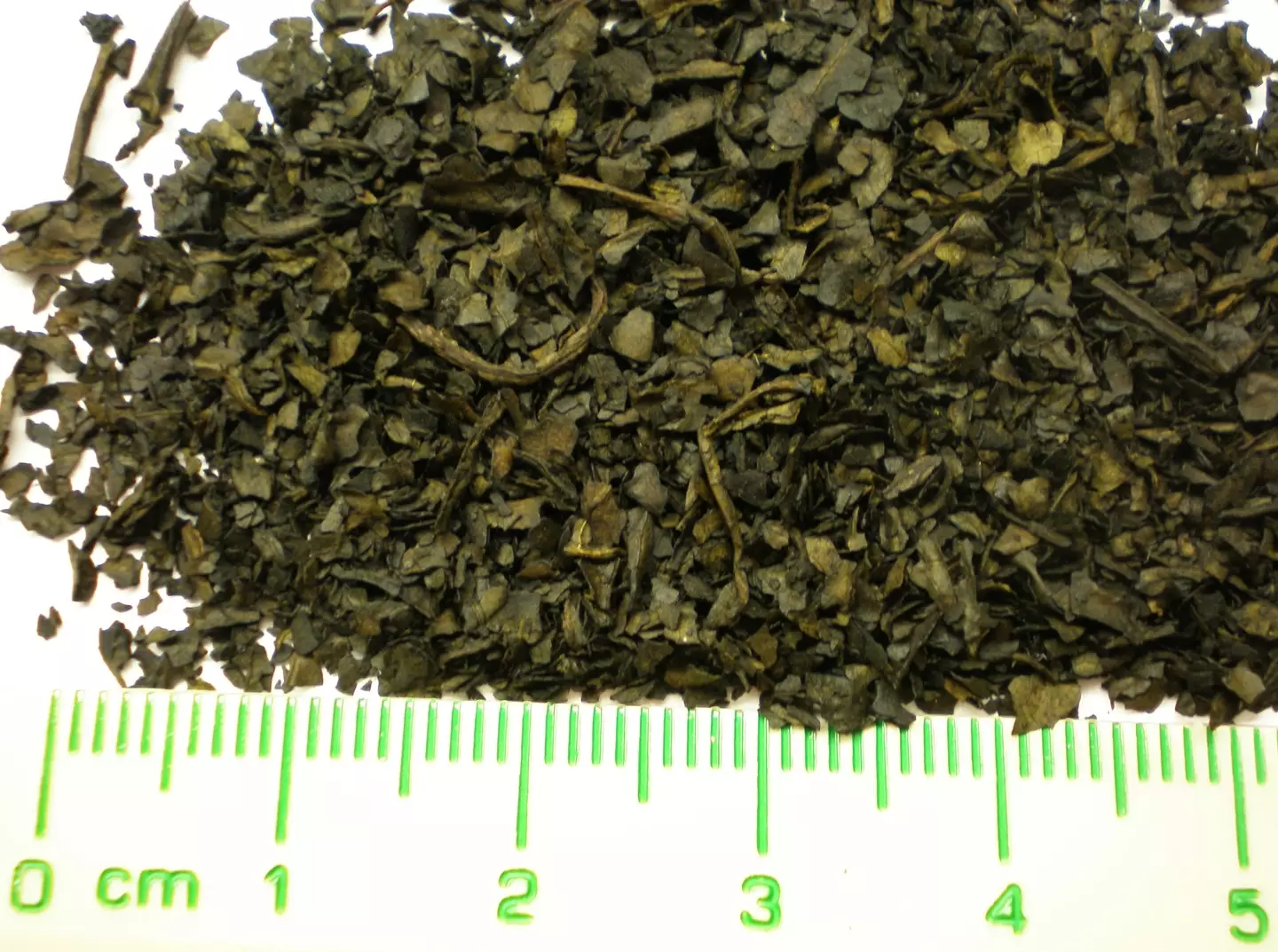 Salvia divinorum leaves are the most potent natural psychedelic substance. (Public Domain)