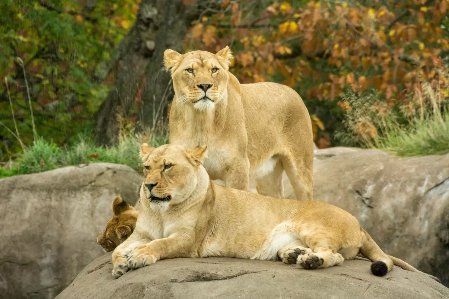 The lions survived but are now roaming free as their enclosure was destroyed.
