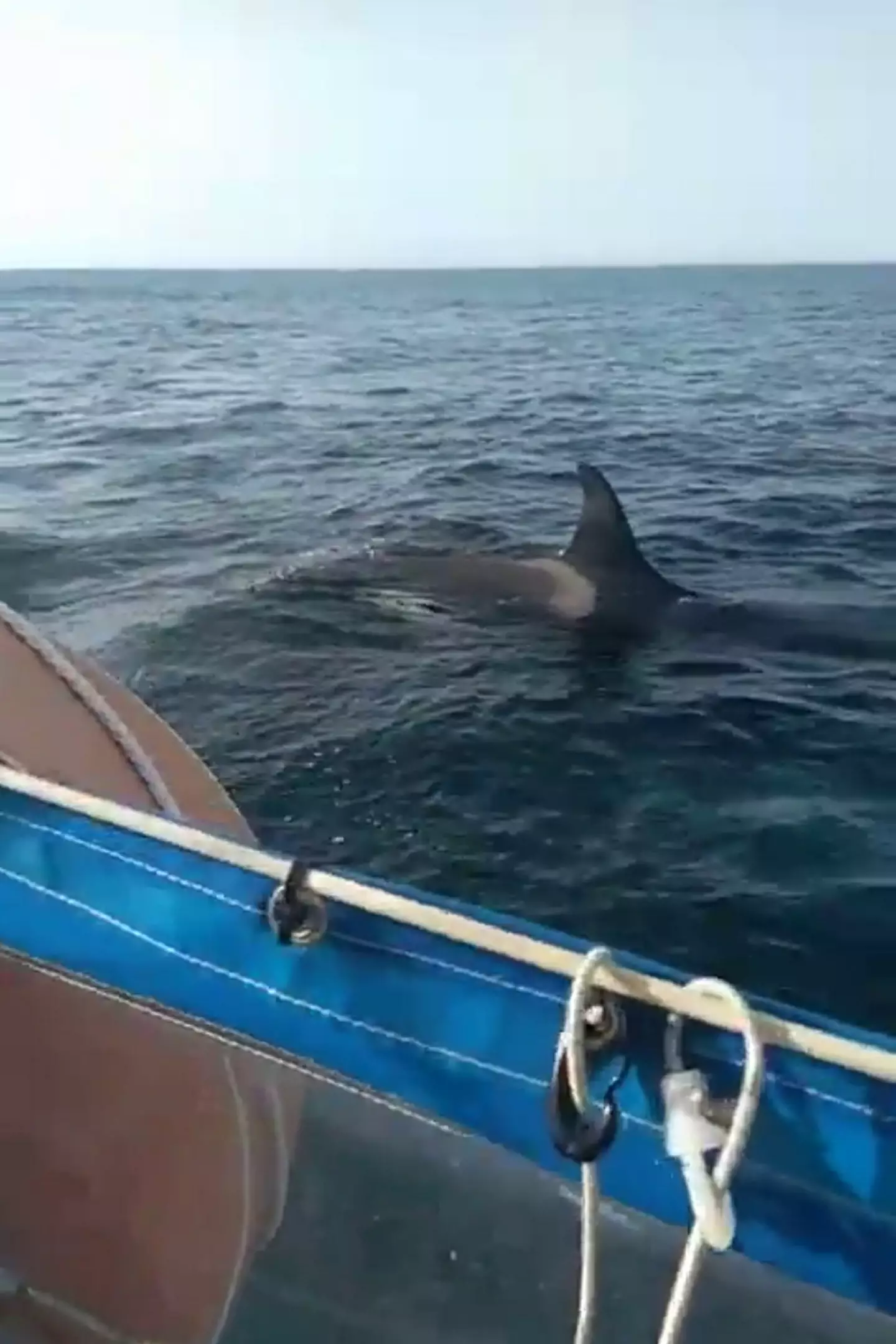 French sailor Phep Philouceros captured his run-in with the orcas on video.