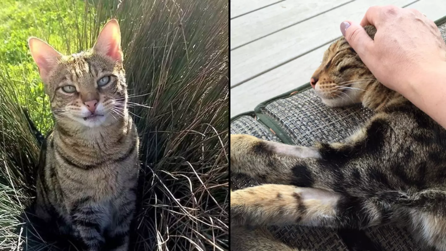 Cat Owner Wins £100,000 After Pet Accused Of Trespassing