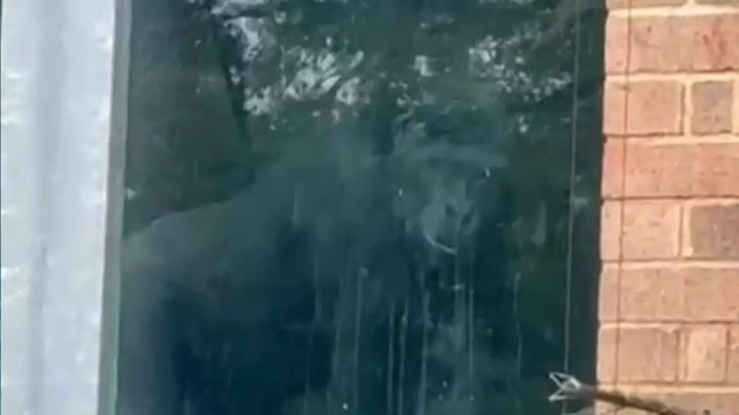 Brit zoo explains how gorillas are cared for after footage showed them banging on windows years after closure