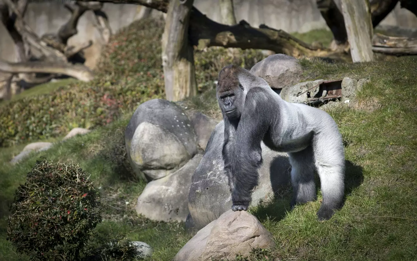 Bokito the gorilla almost killed the woman after breaking out of his enclosure (JERRY LAMPEN/AFP via Getty Images)