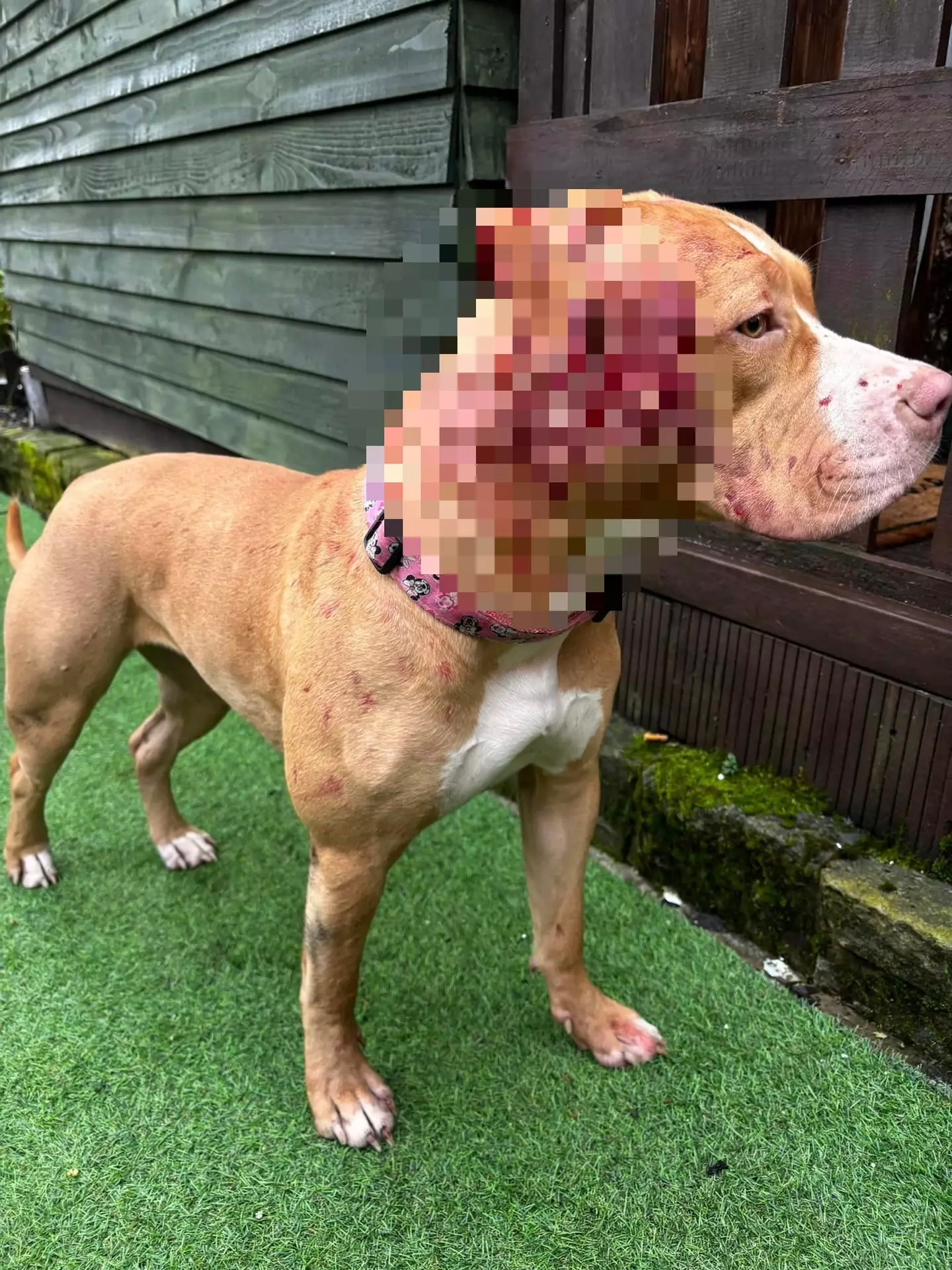 The owner shared pictures of her dog's injuries online.