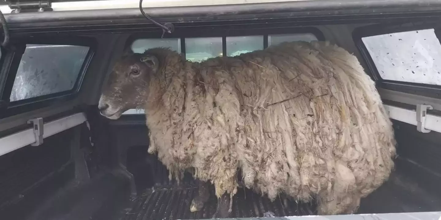 Fiona the sheep had spent two lonely years trapped on the rocks.