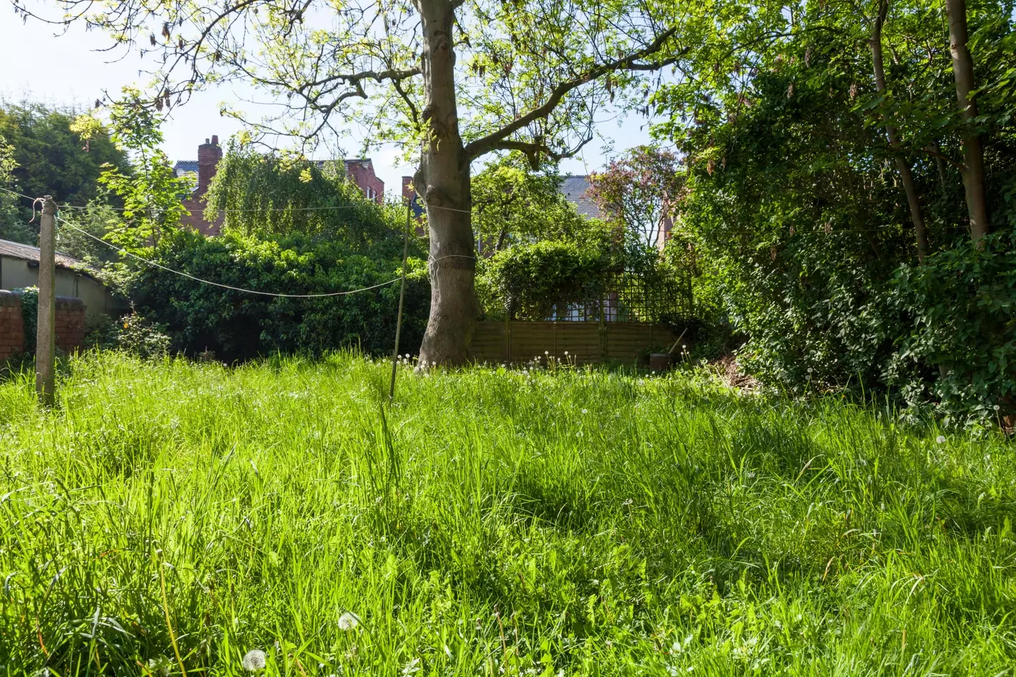 Not mowing your lawn could help more diverse wild flowers grow.