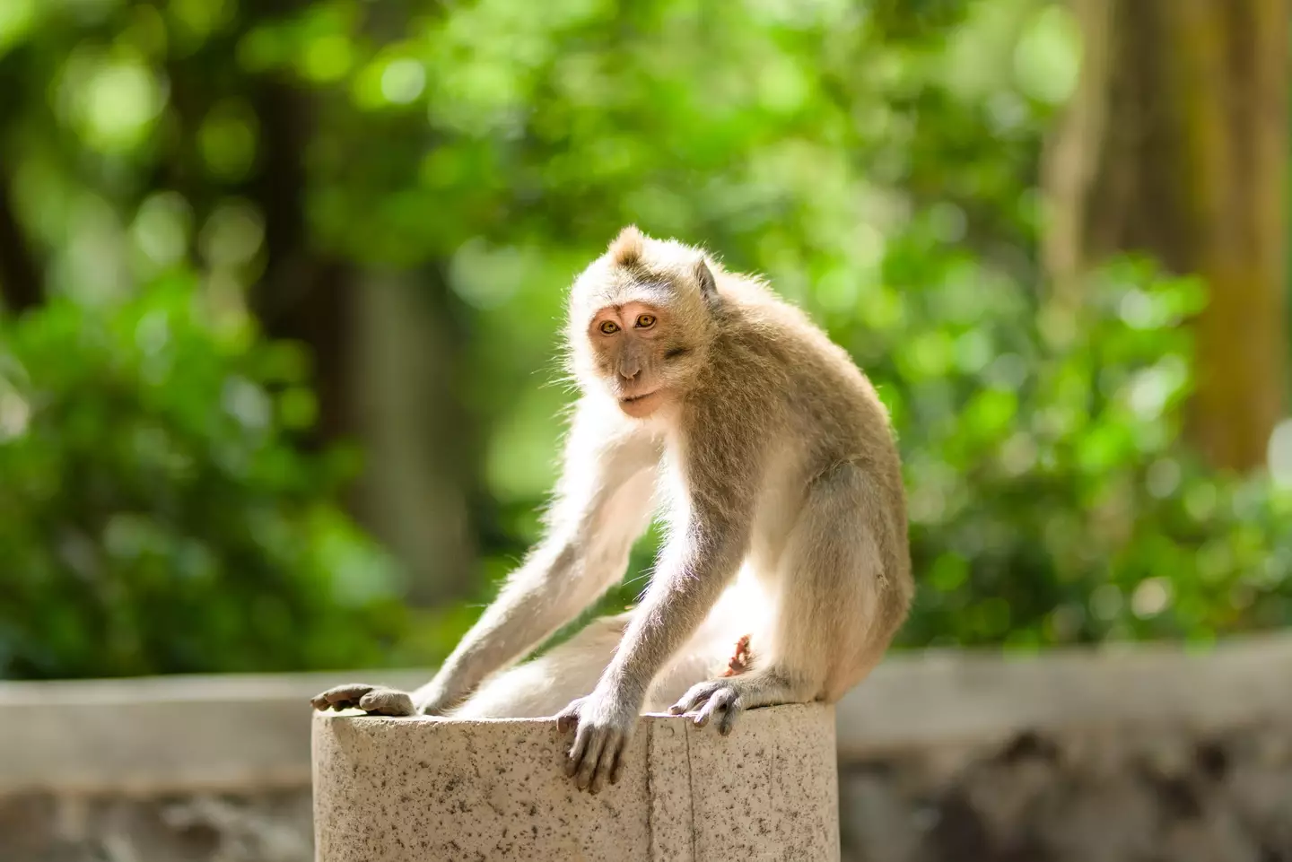 23 Macaque monkeys are reportedly part of the experiment.
