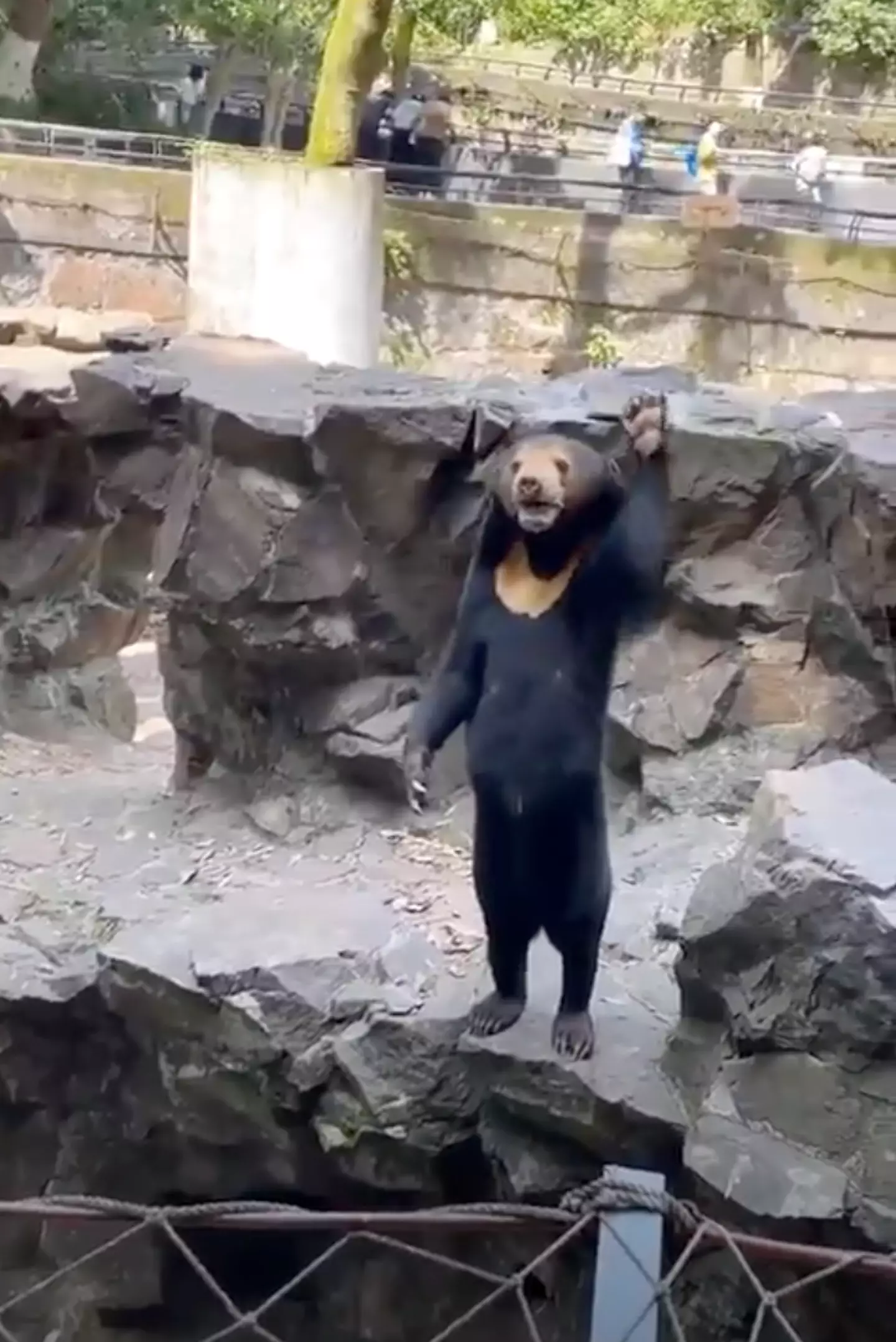 A new video shows the bear waving.