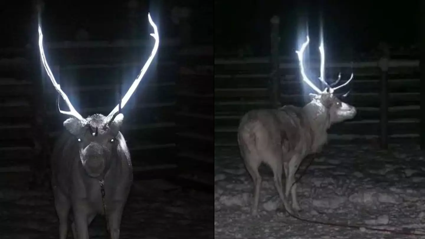 X/AMAZlNGNATURE