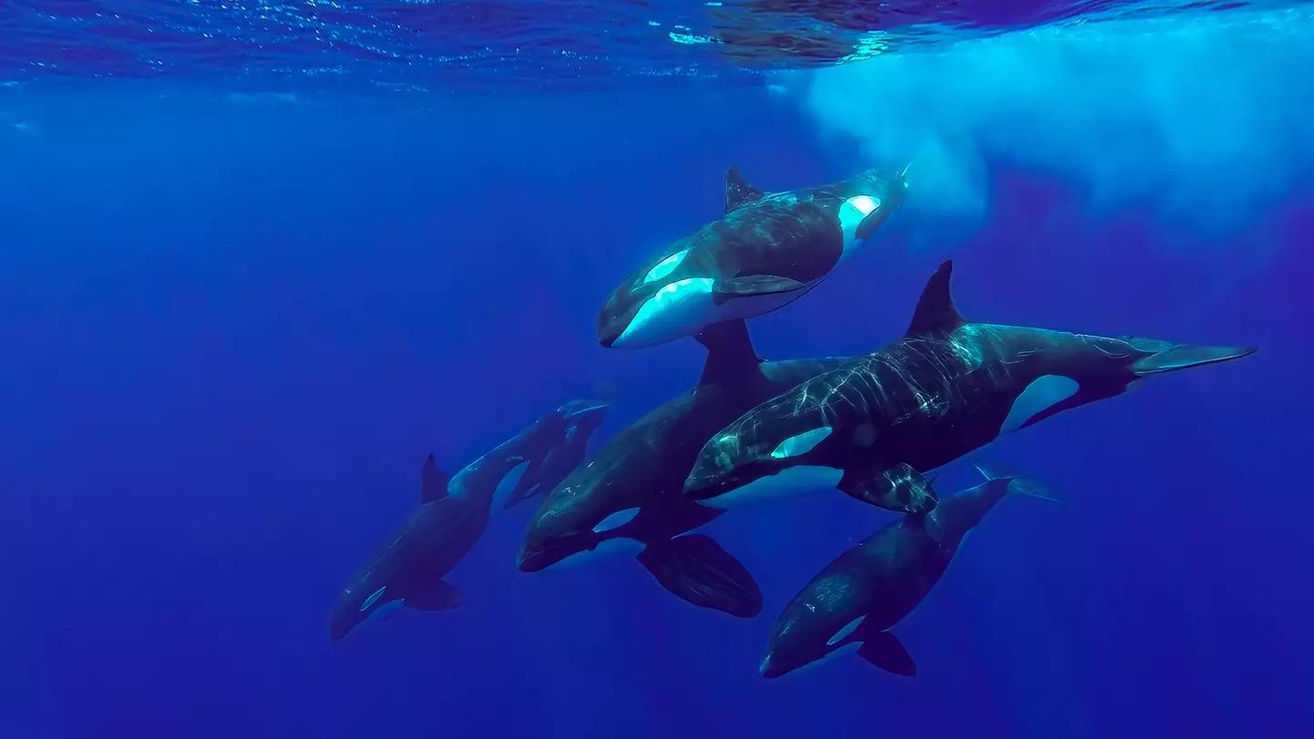 It isn't completely clear why the orcas are battering the boats.