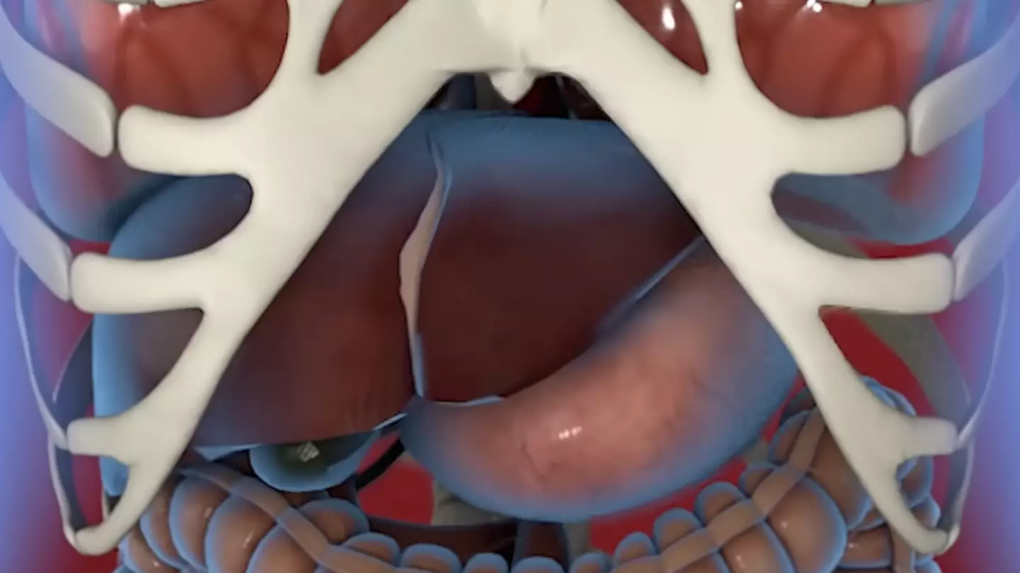 Shocking simulation shows what happens to your body when you don't eat for a week as man shares major impact it had