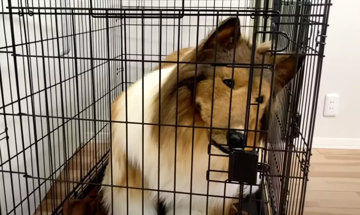 He spent £12,500 on the lifelike Border Collie costume. (YouTube/@I_want_to_be_an_animal)