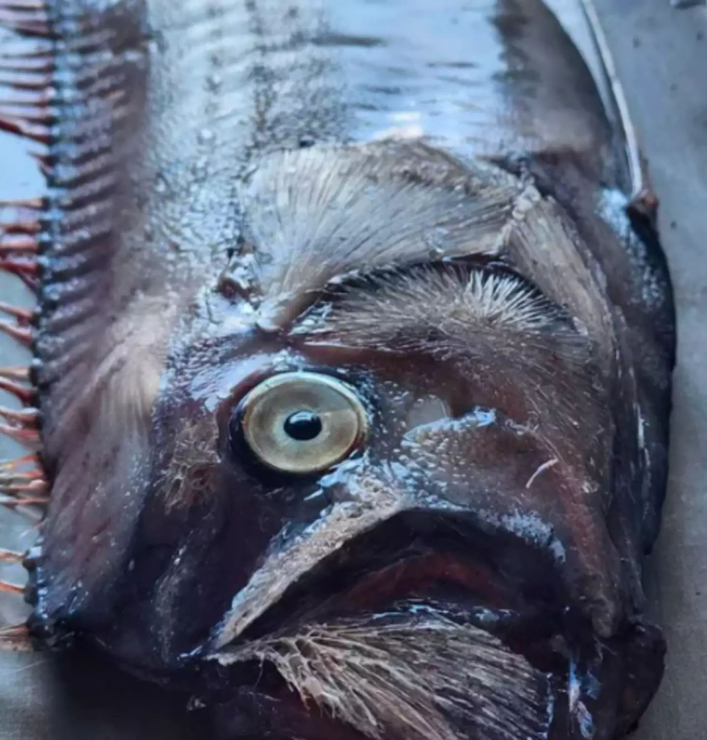 Spotting the deep sea creature is believed to be a bad omen, predicting an impending natural disaster.