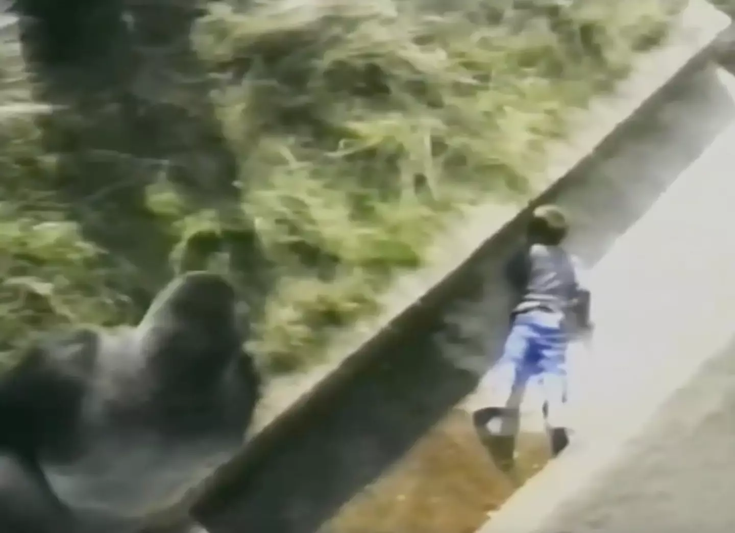 The 'Gentle Giant' protected the boy until others came in to save him.